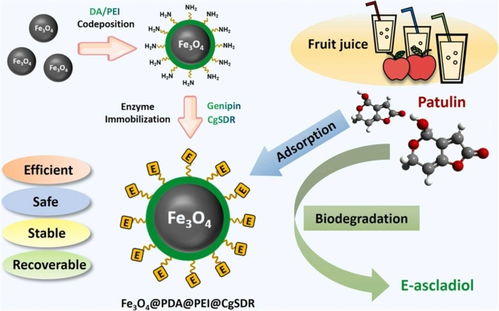 科技助力食品安全 我国真菌毒素生物脱毒研究与网络技术协同取得新进展